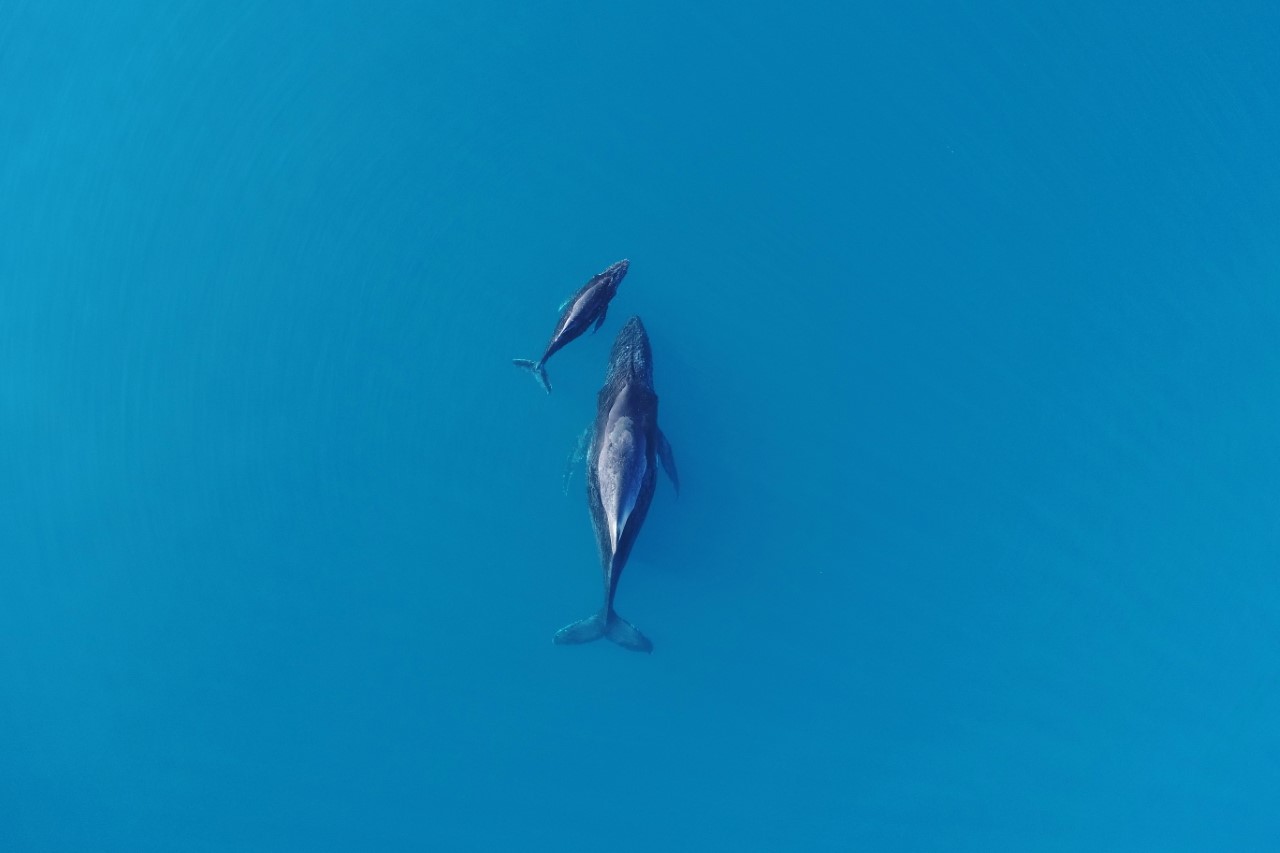 A humpback whale and its calf