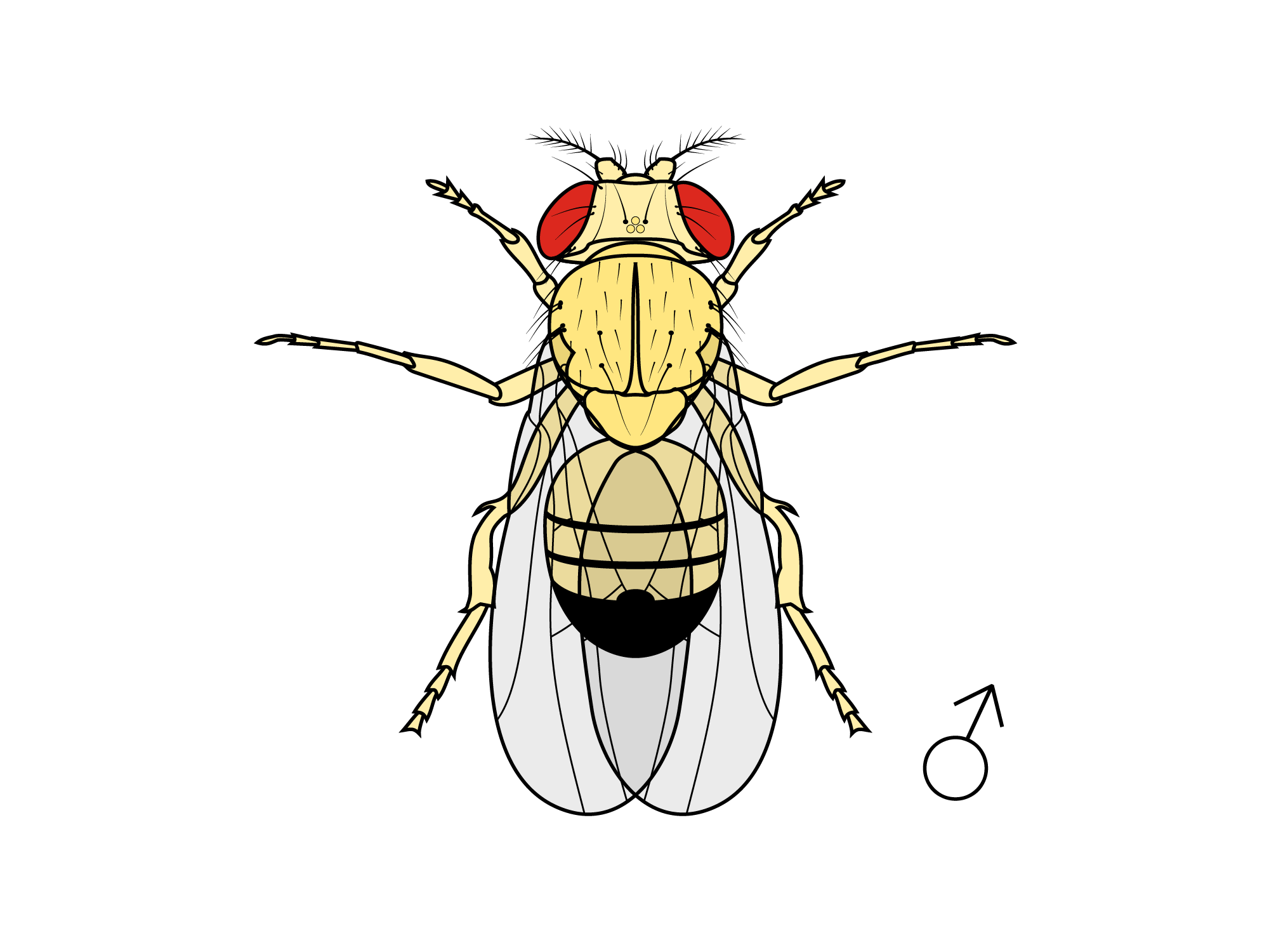 Yellow gene mutant drosophila
