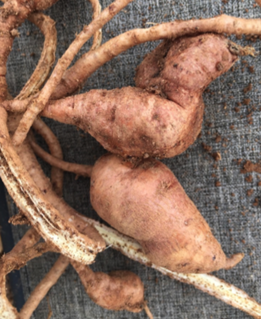 An African yam bean.