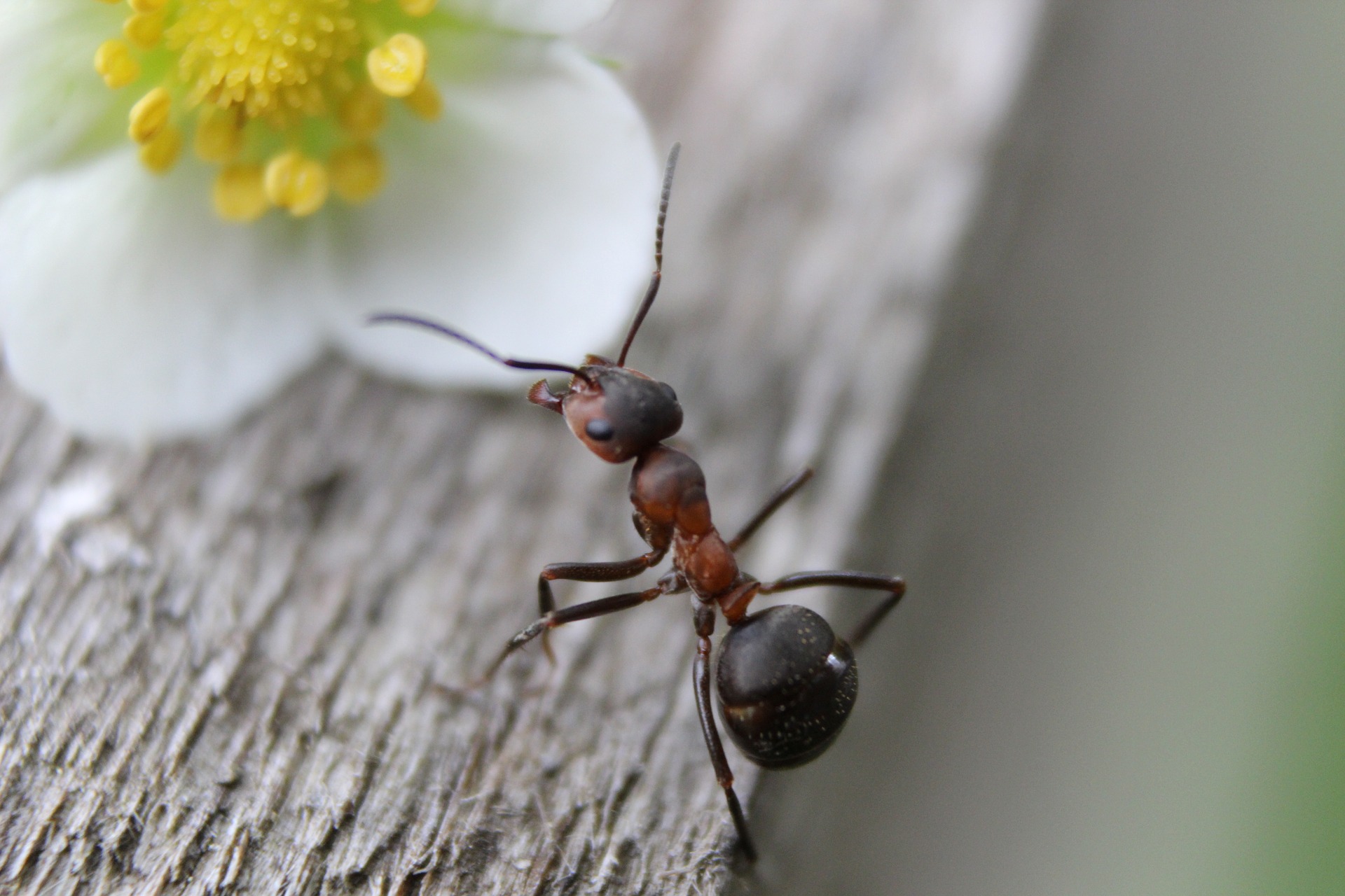Ant near a white flower