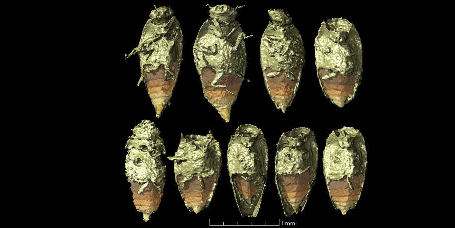 Triamyxa coprolithica, QVARNSTRÖM ET AL.