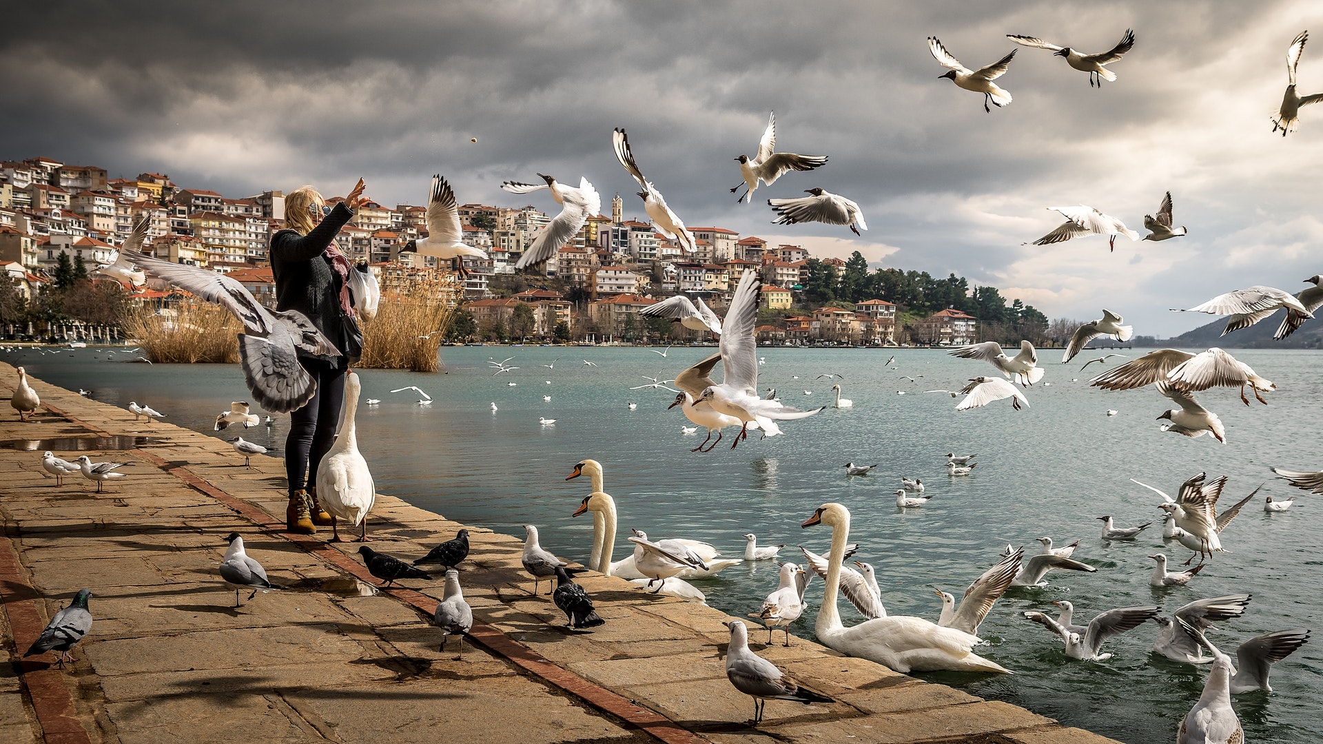 Feed the ducks