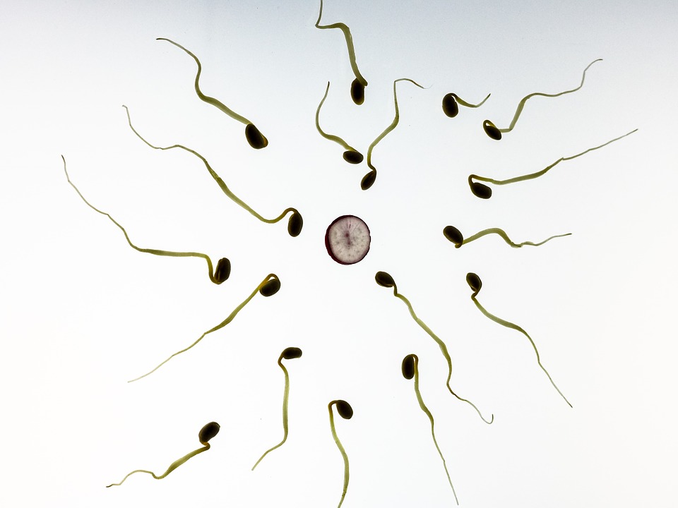 Sperm surrounding an egg cell.