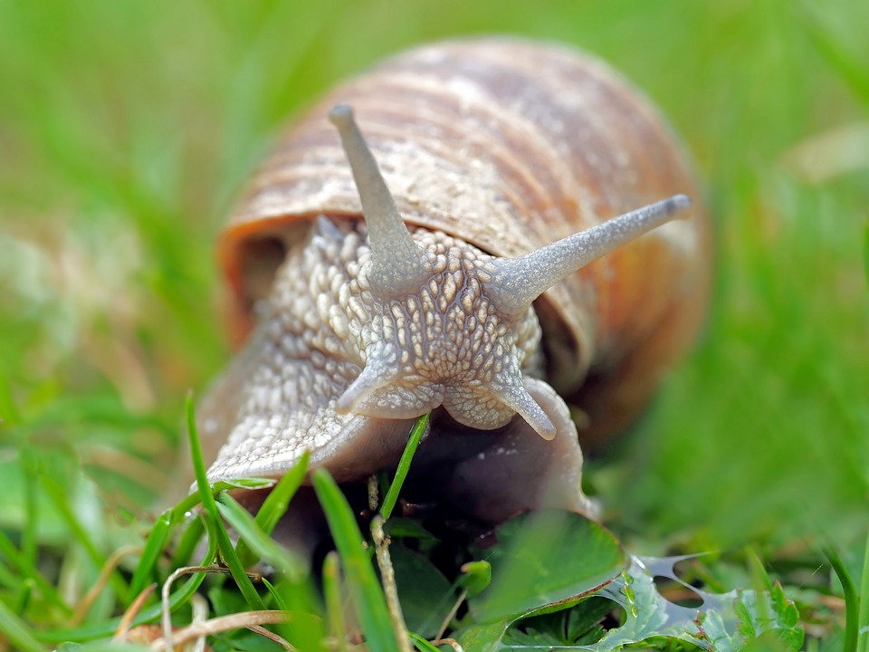 Snail on grass