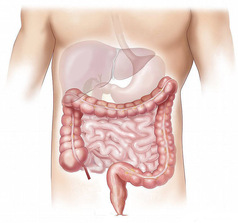 Human abdomen cartoon, showing liver, stomach and intestines