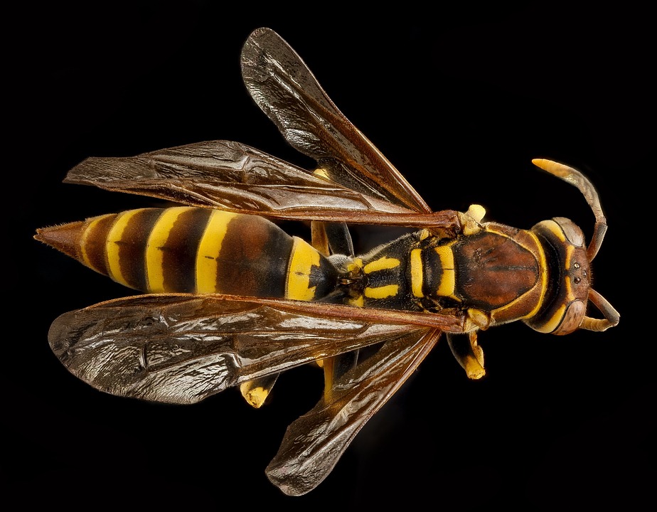 A European Paper wasp