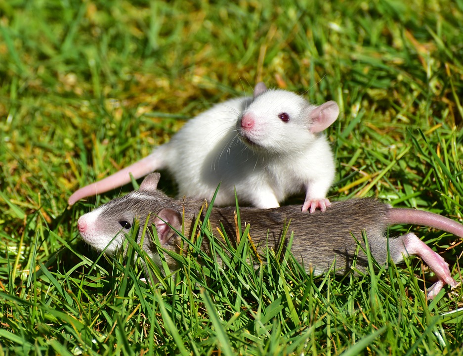 Young rats