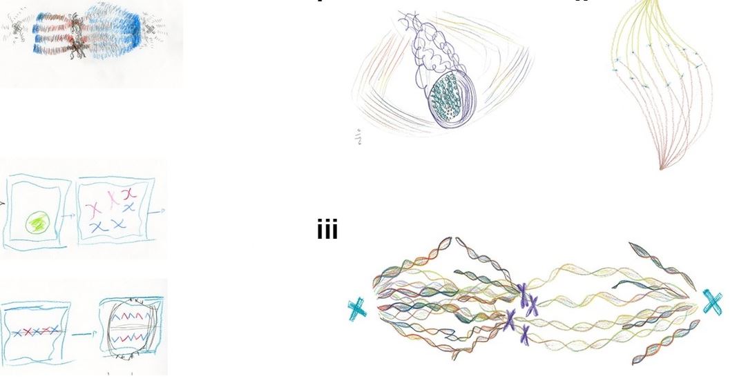 Drawings to illustrate cell division