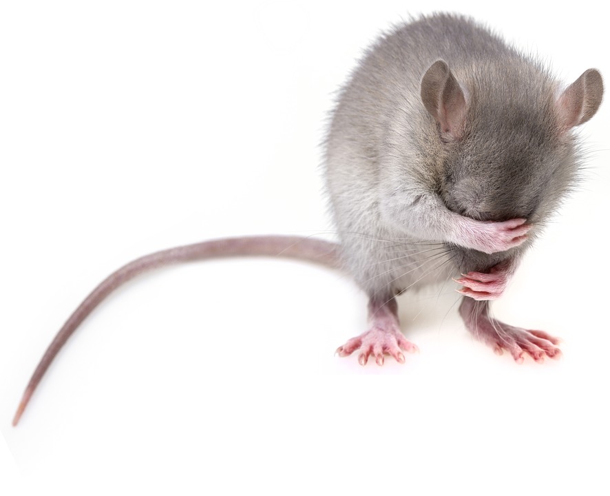 A rat grooming