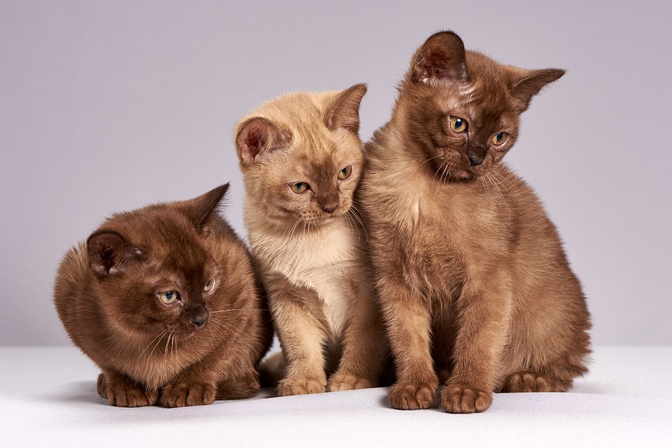 Three brown kittens sitting side by side, looking to their left