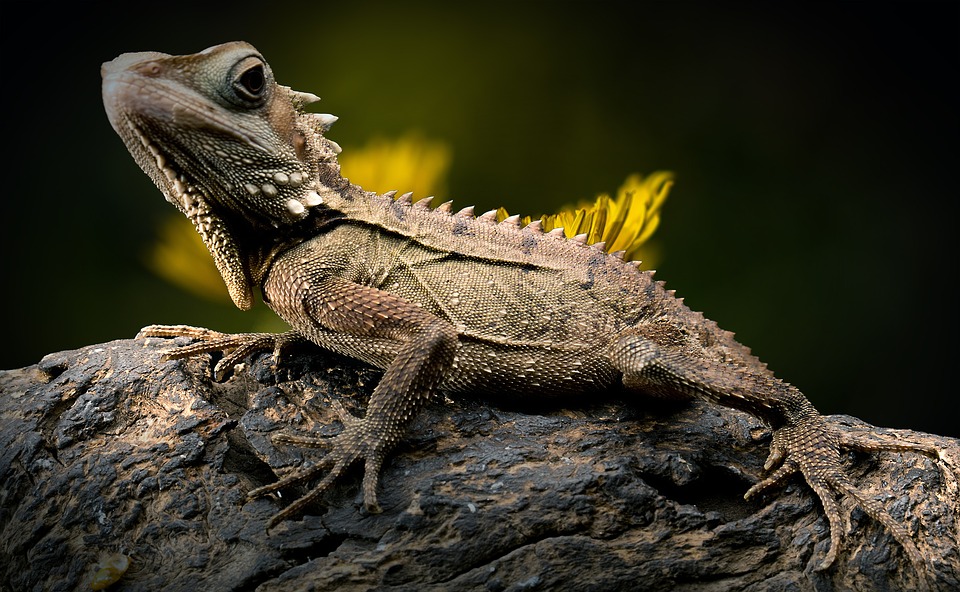 Reptile resting on stone