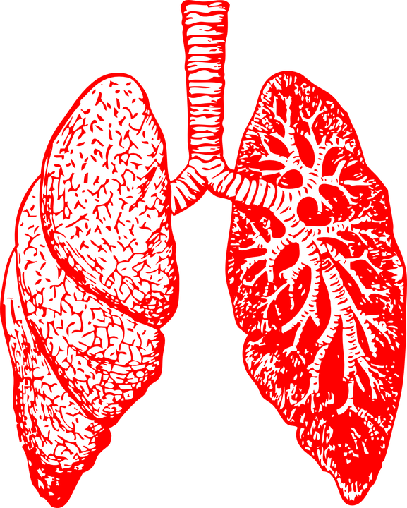 The image shows a pair of lungs.