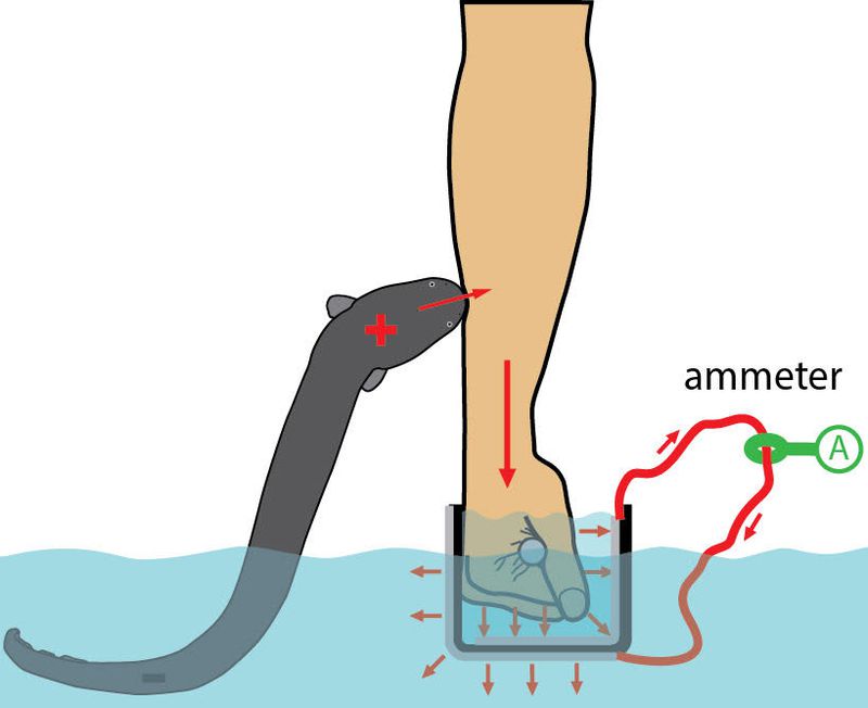 Electric eel shocking an arm