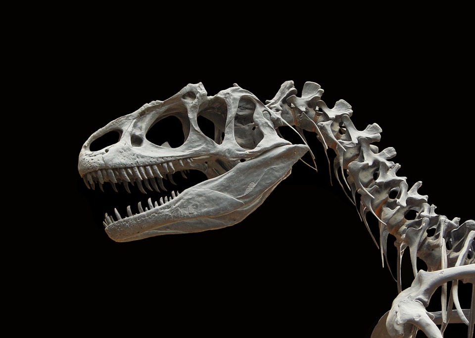 The skull of a carnivorous dinosaur.