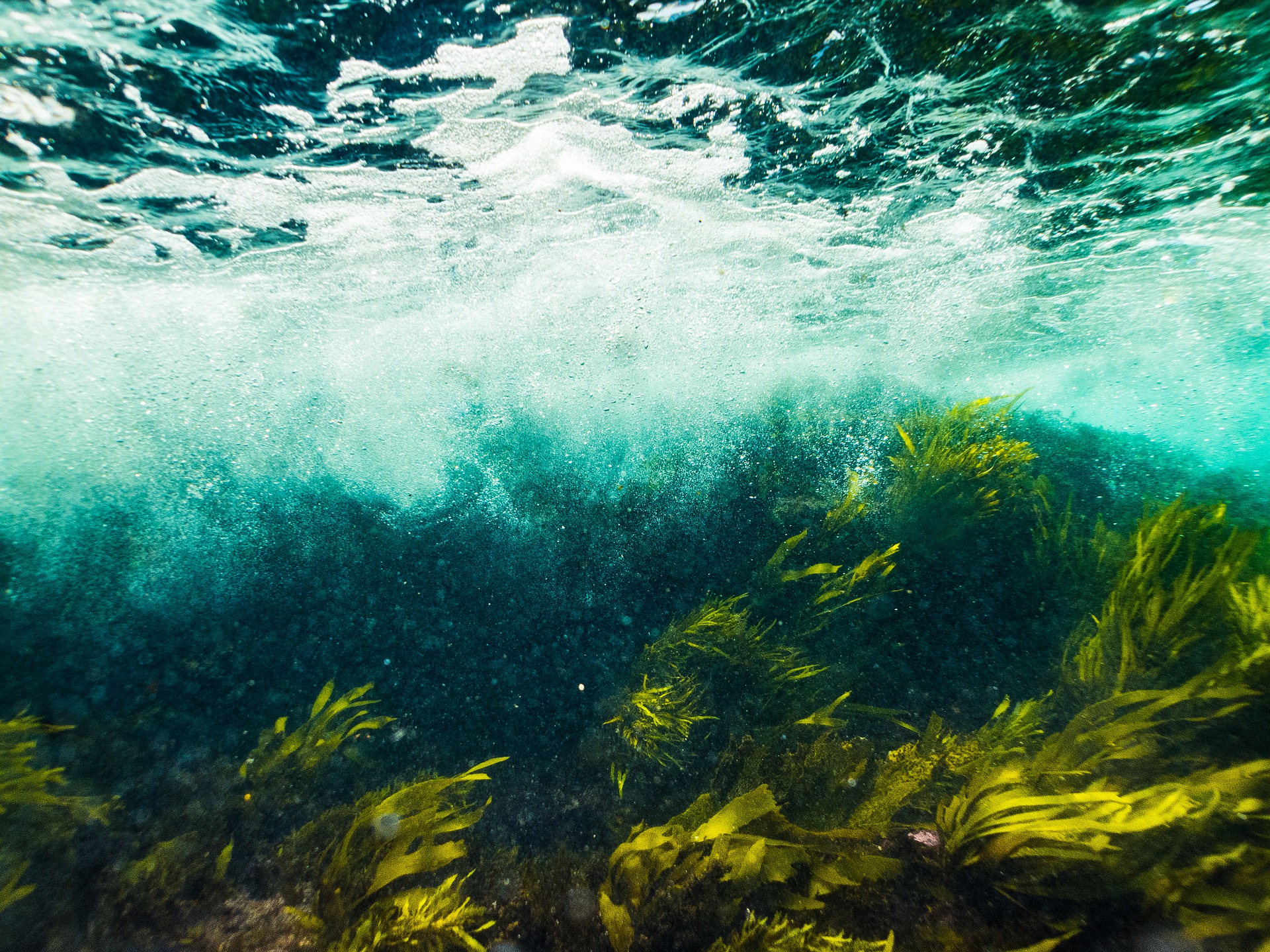 Kelp underwater