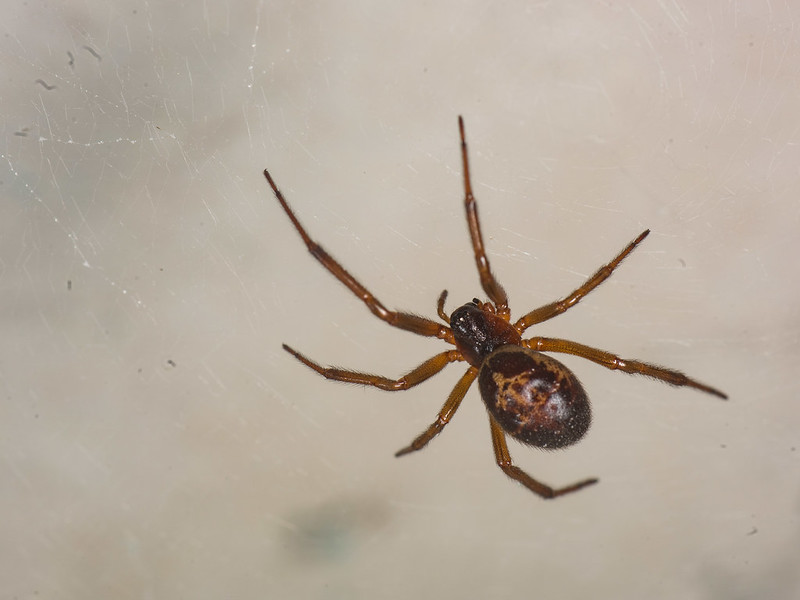 false widow