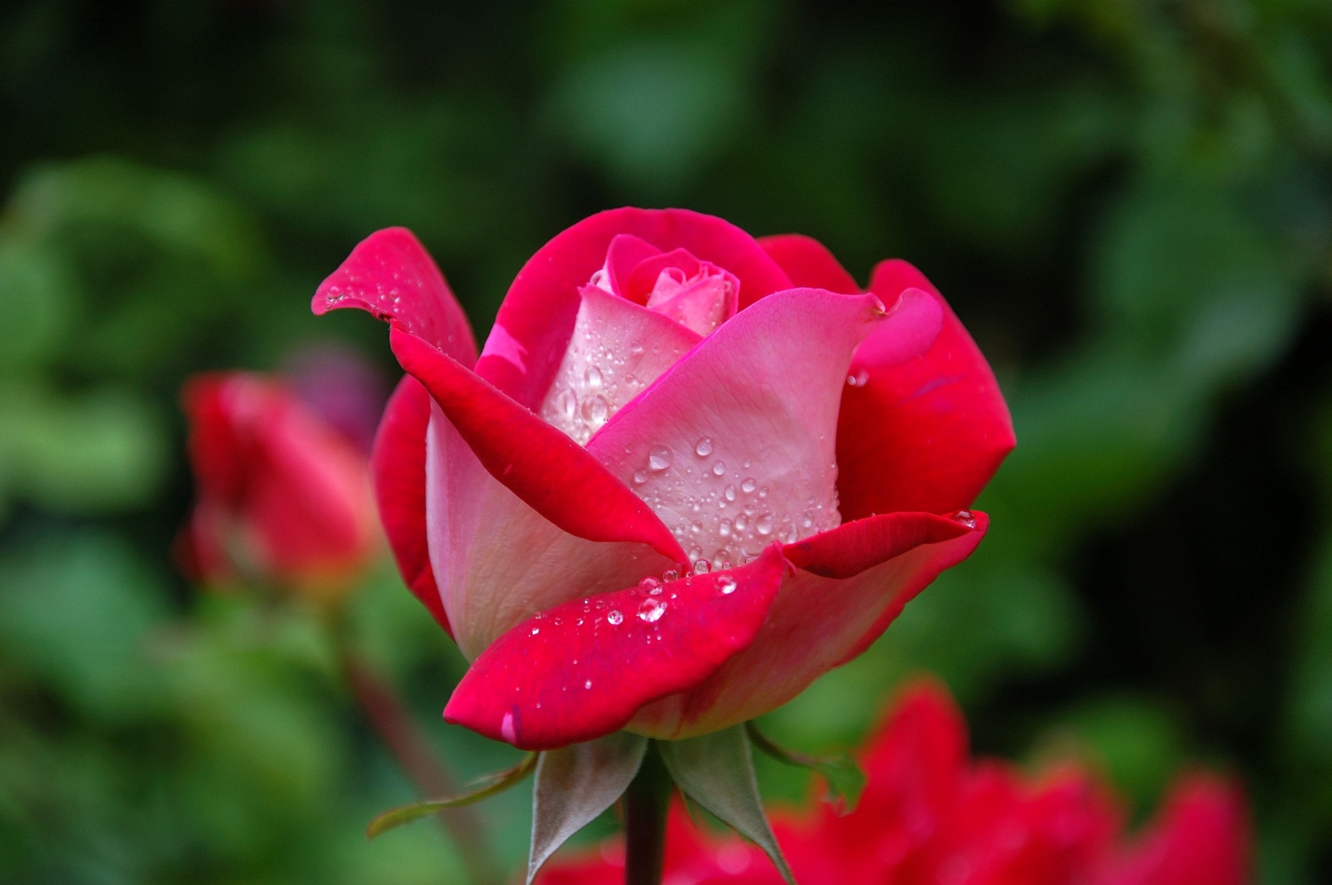 Pink rose