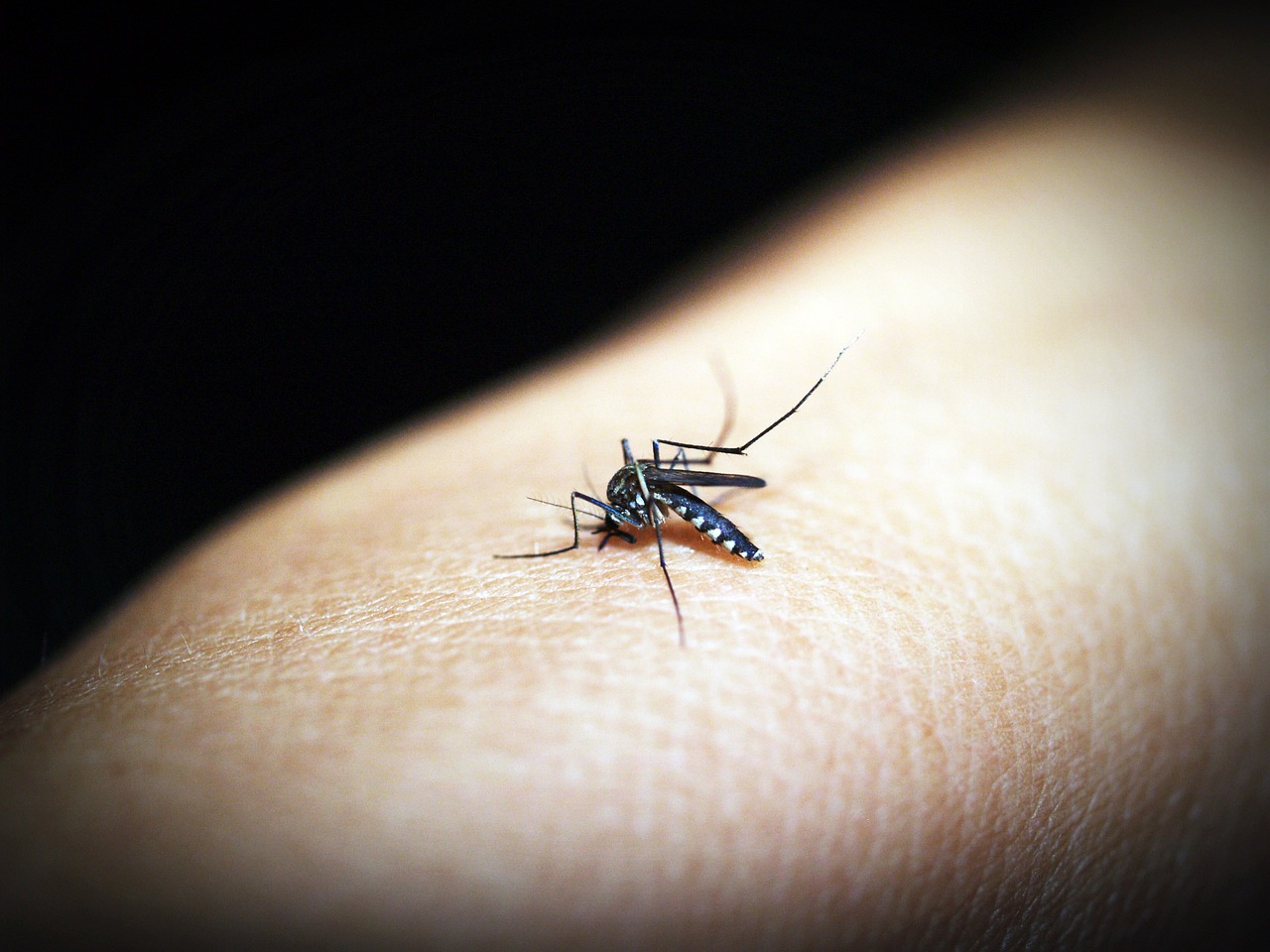 A mosquito landing on a patch of skin.