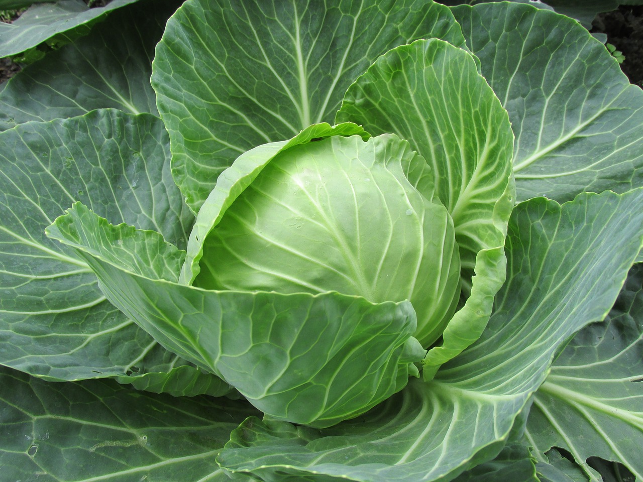 Cabbage, the main ingredient in sauerkraut