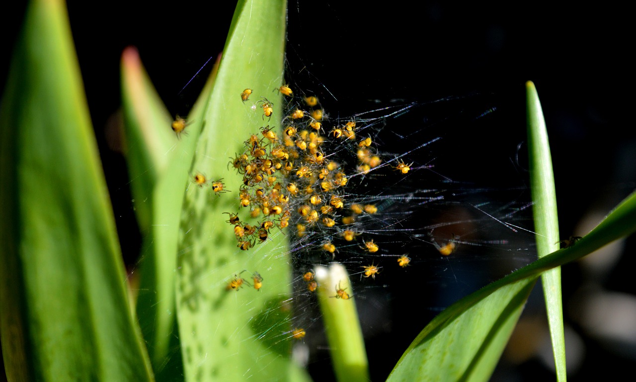 A cluster of small spiders on a web between two leaves