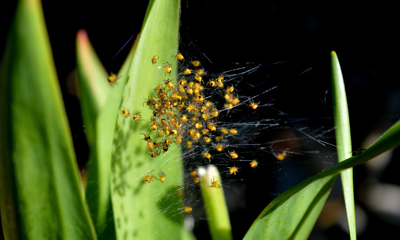 A cluster of small spiders on a web between two leaves