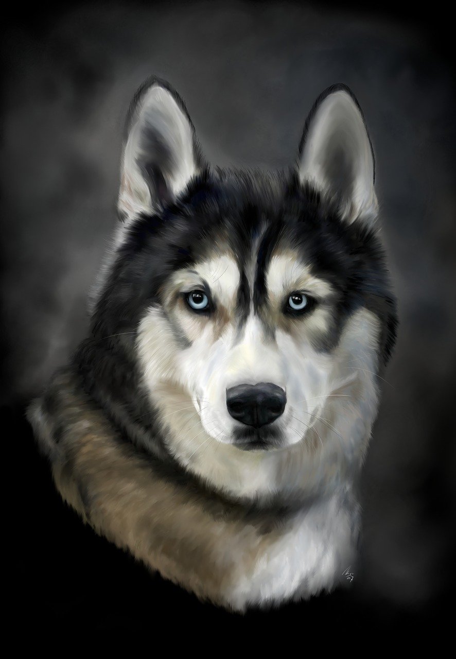 A husky.
