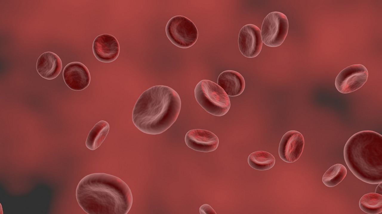 Red blood cells (erythrocytes) that contain the oxygen-carrying chemical haemoglobin