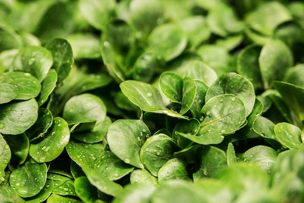 Close up lettuce leaves