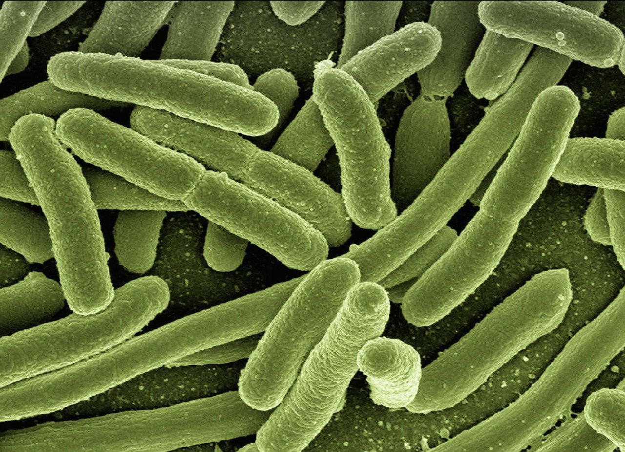 Bacteria seen under an electron microscope