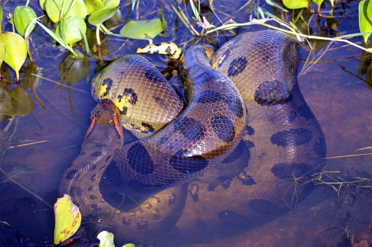 An anaconda