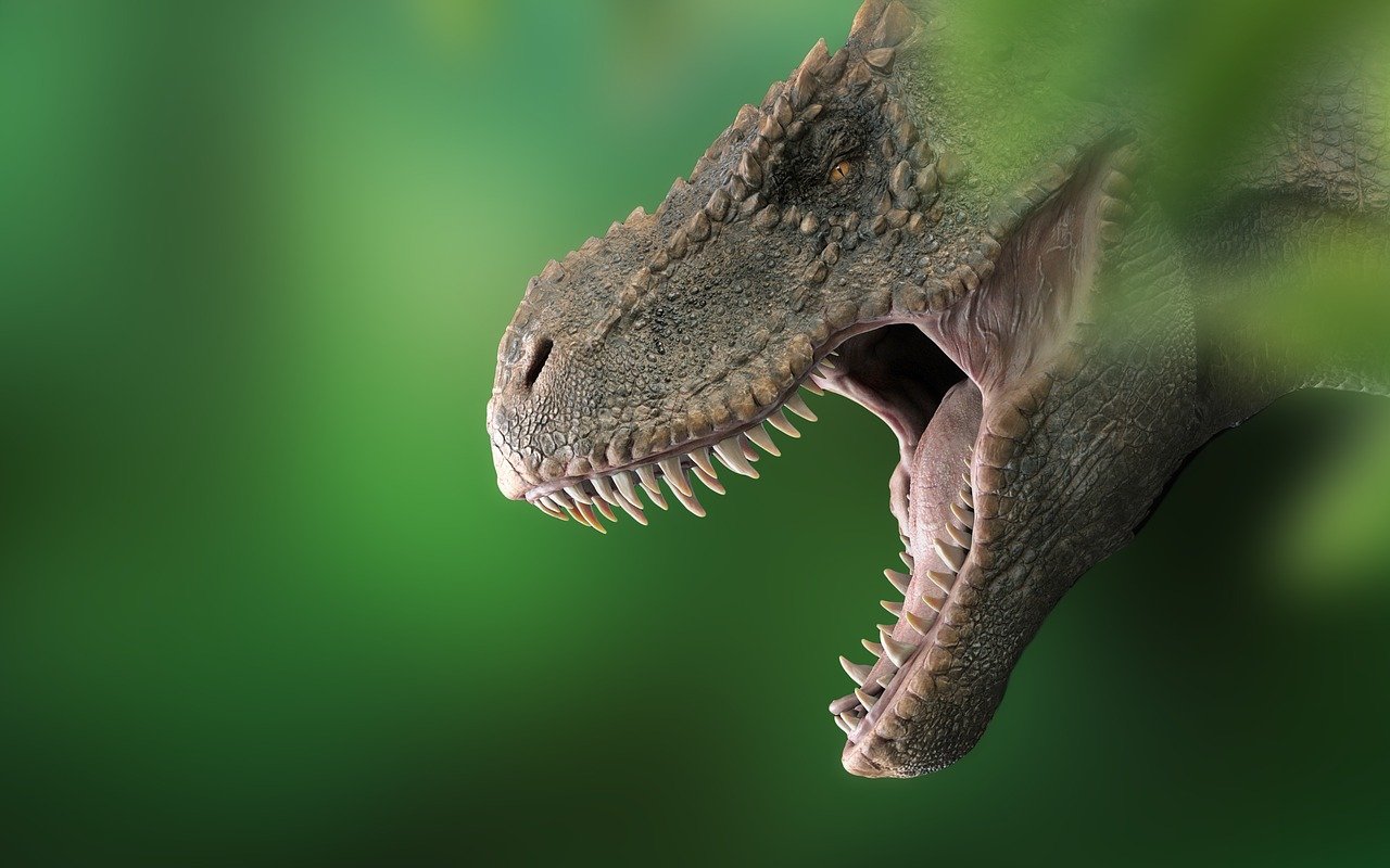 A Tyrannosaurus rex's head.