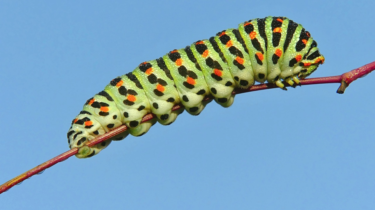 A caterpillar