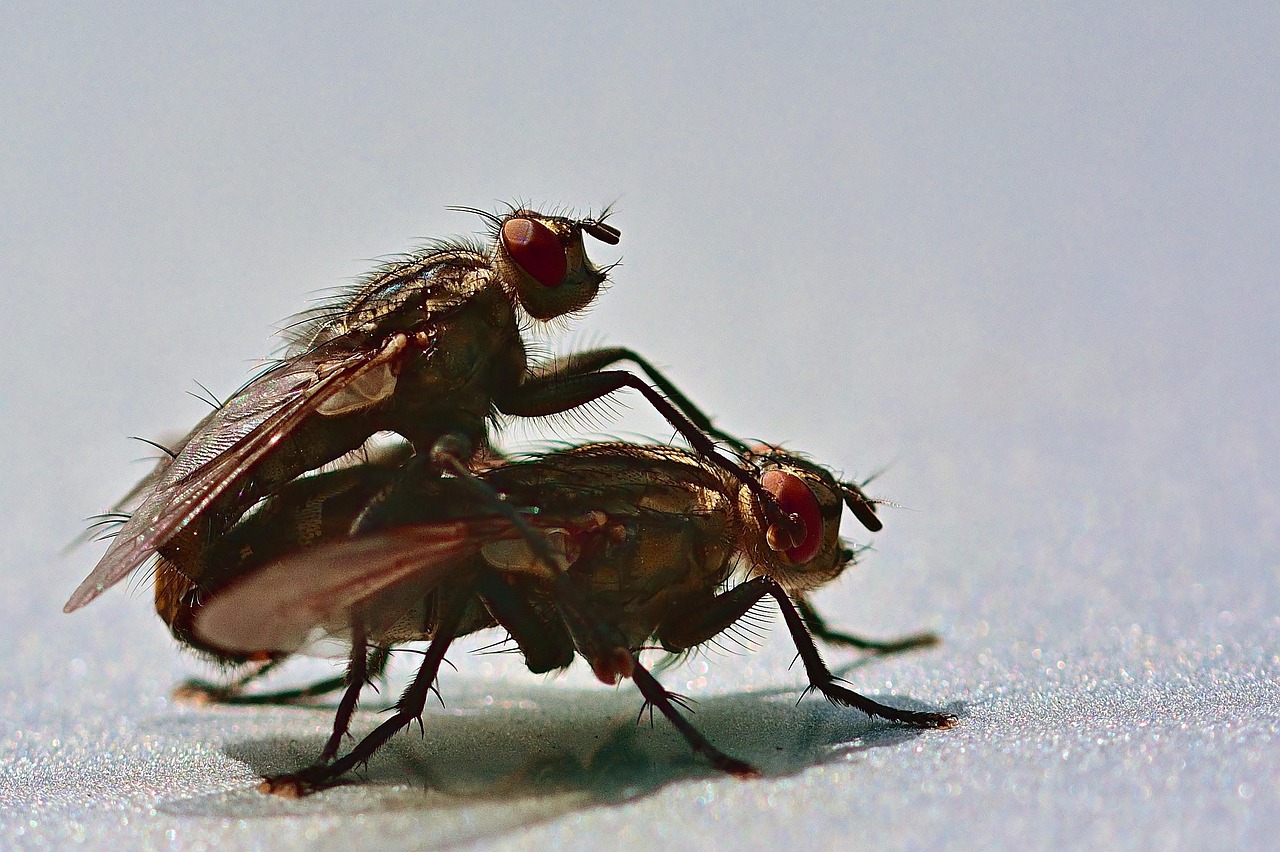 Mating flies
