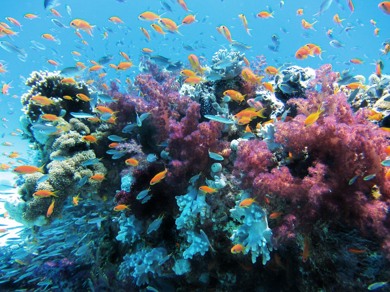 Underwater Coral