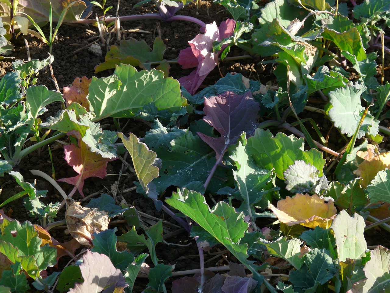 Oilseed rape crop