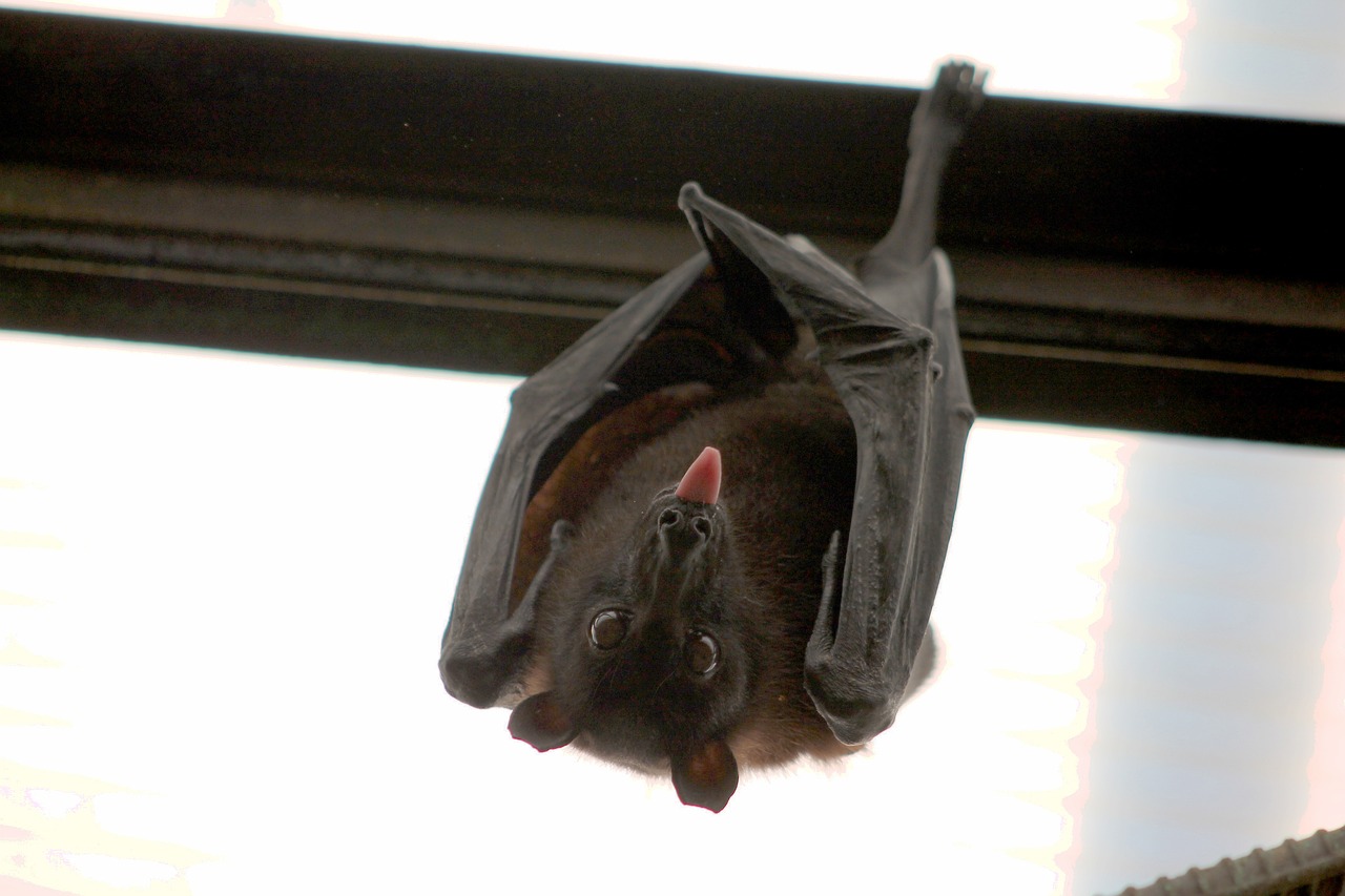 A flying fox bat