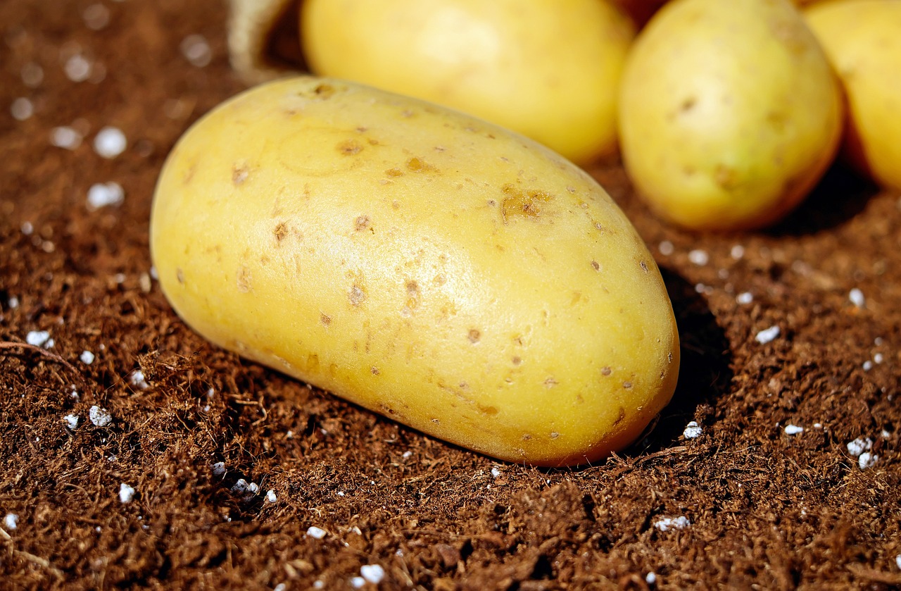 Potatoes on soil