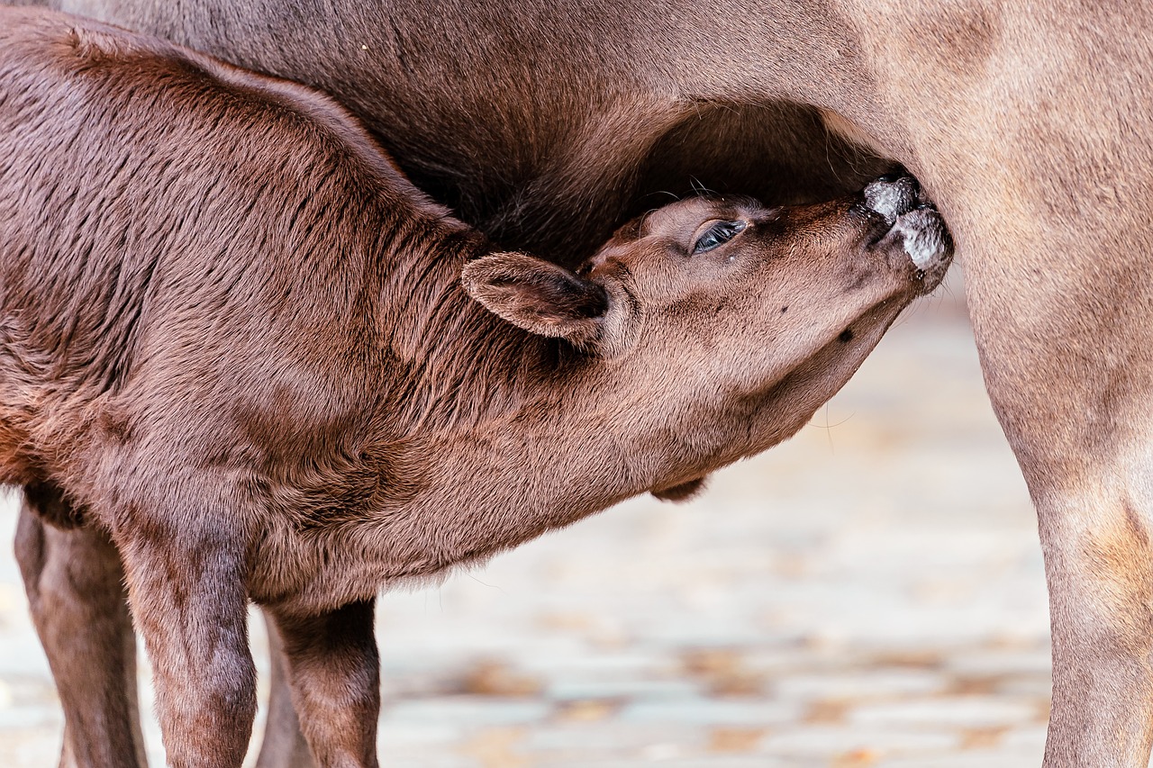 A calf suckling