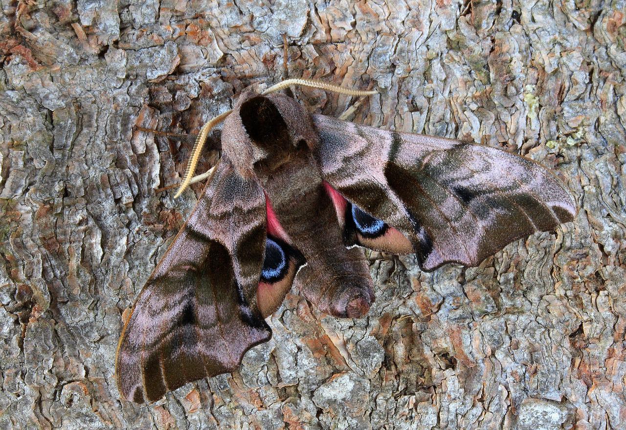 Hawk Moth