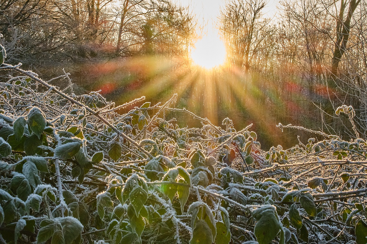 Field of frosty plants