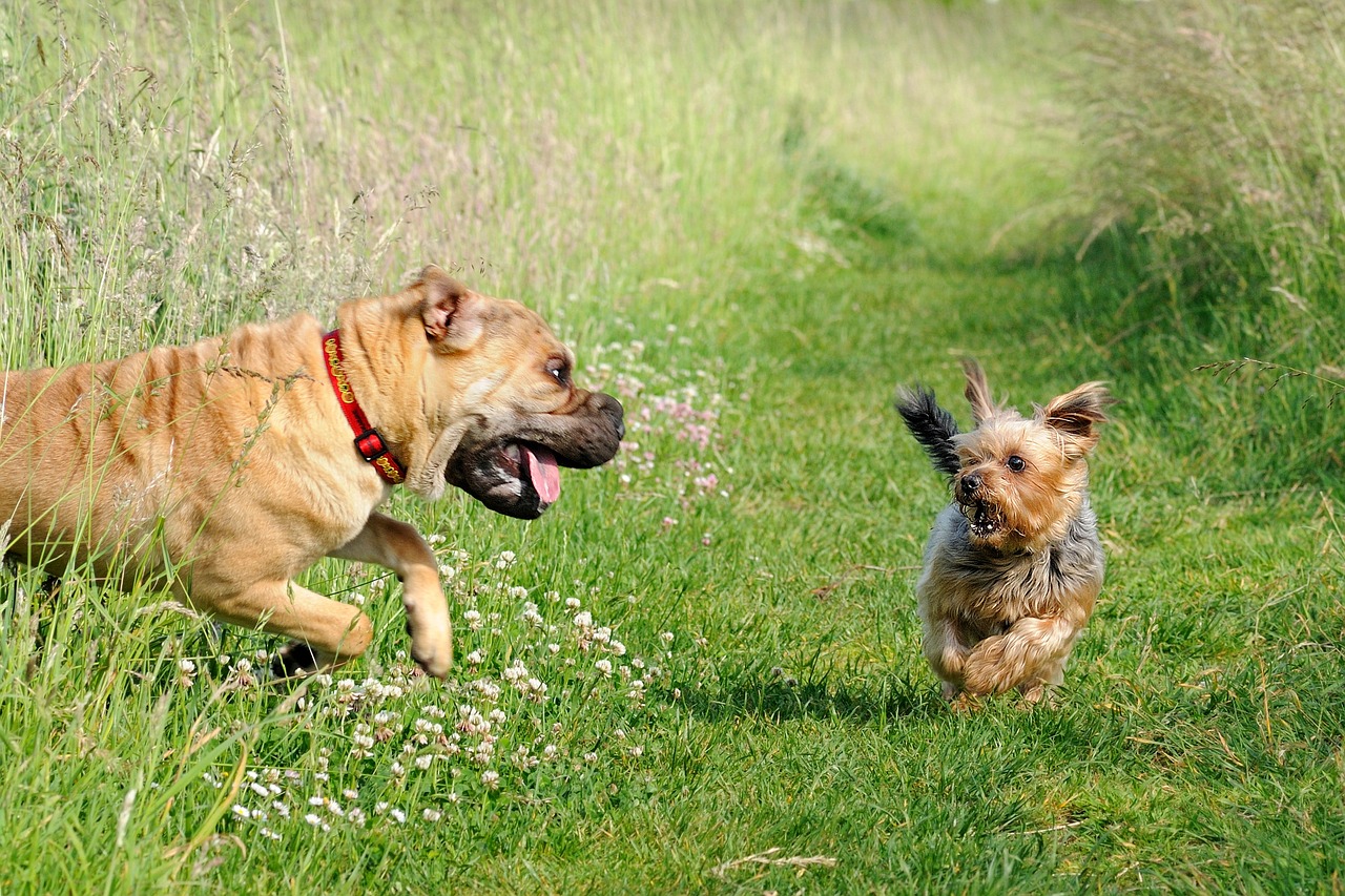 Two dogs joshing with one another