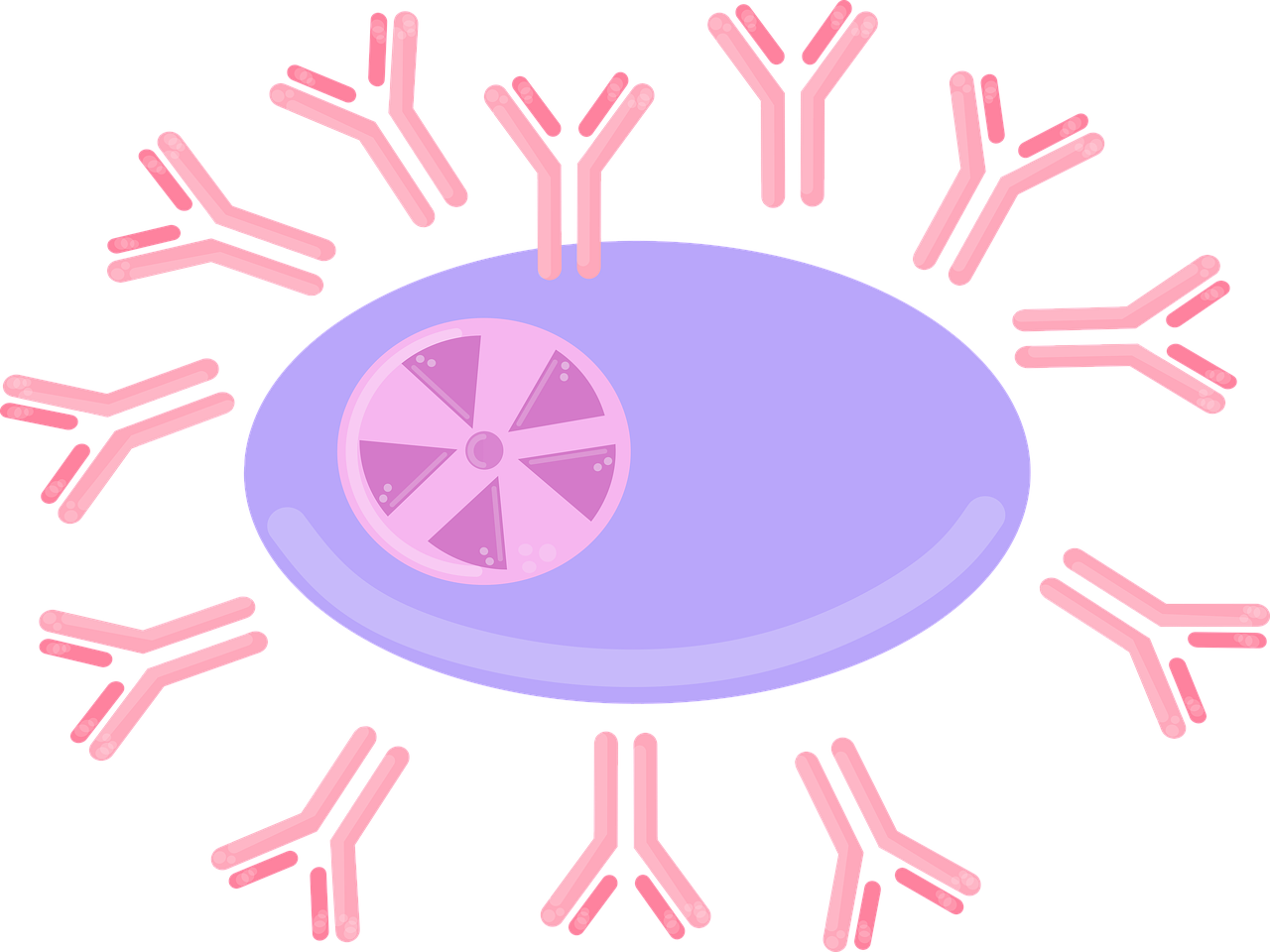 An antibody-producing plasma B cell 