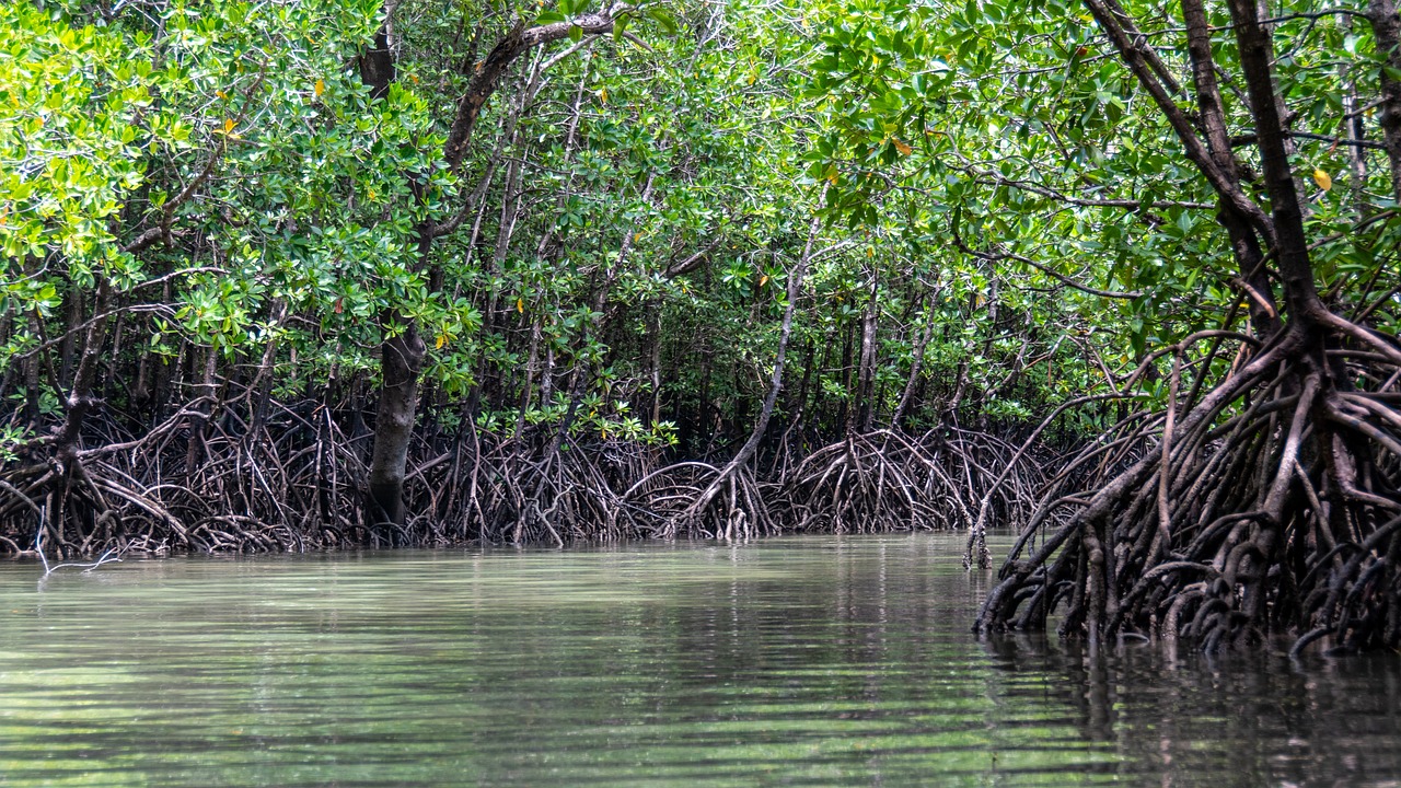 Mangrove forests at the tidal margin are powerful drivers of the blue carbon cycle