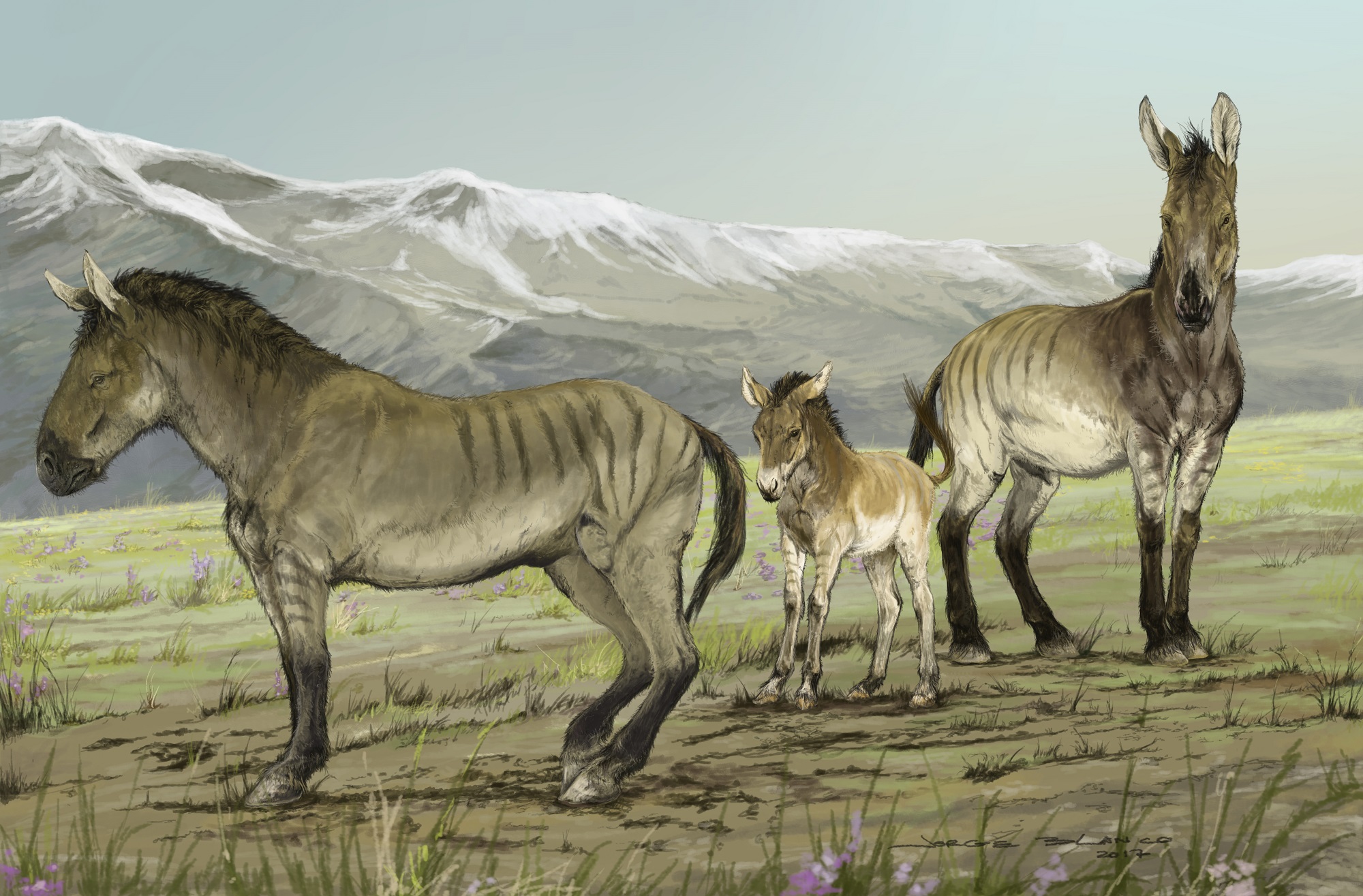 A family of stilt-legged equids (Haringtonhippus francisci) in Yukon, Canada during the last ice age.