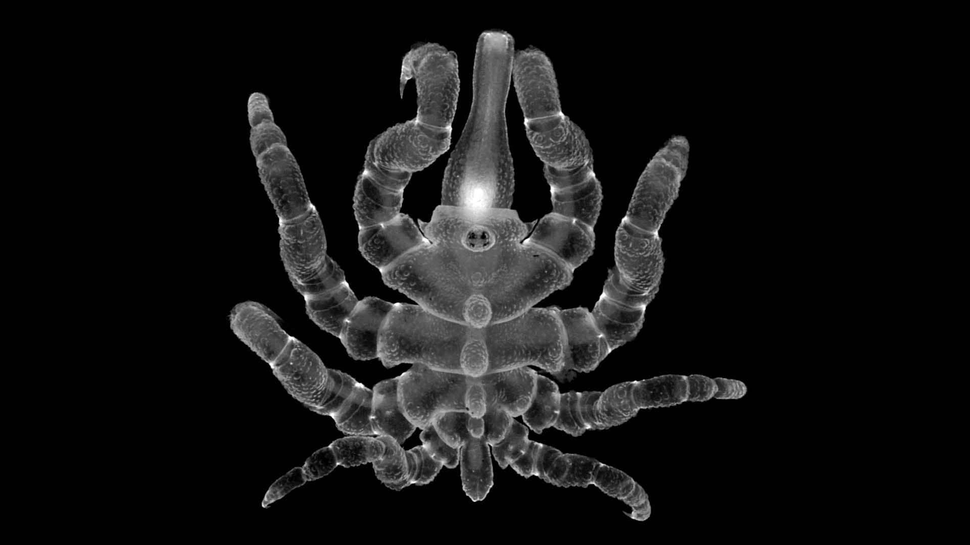 A sea spider