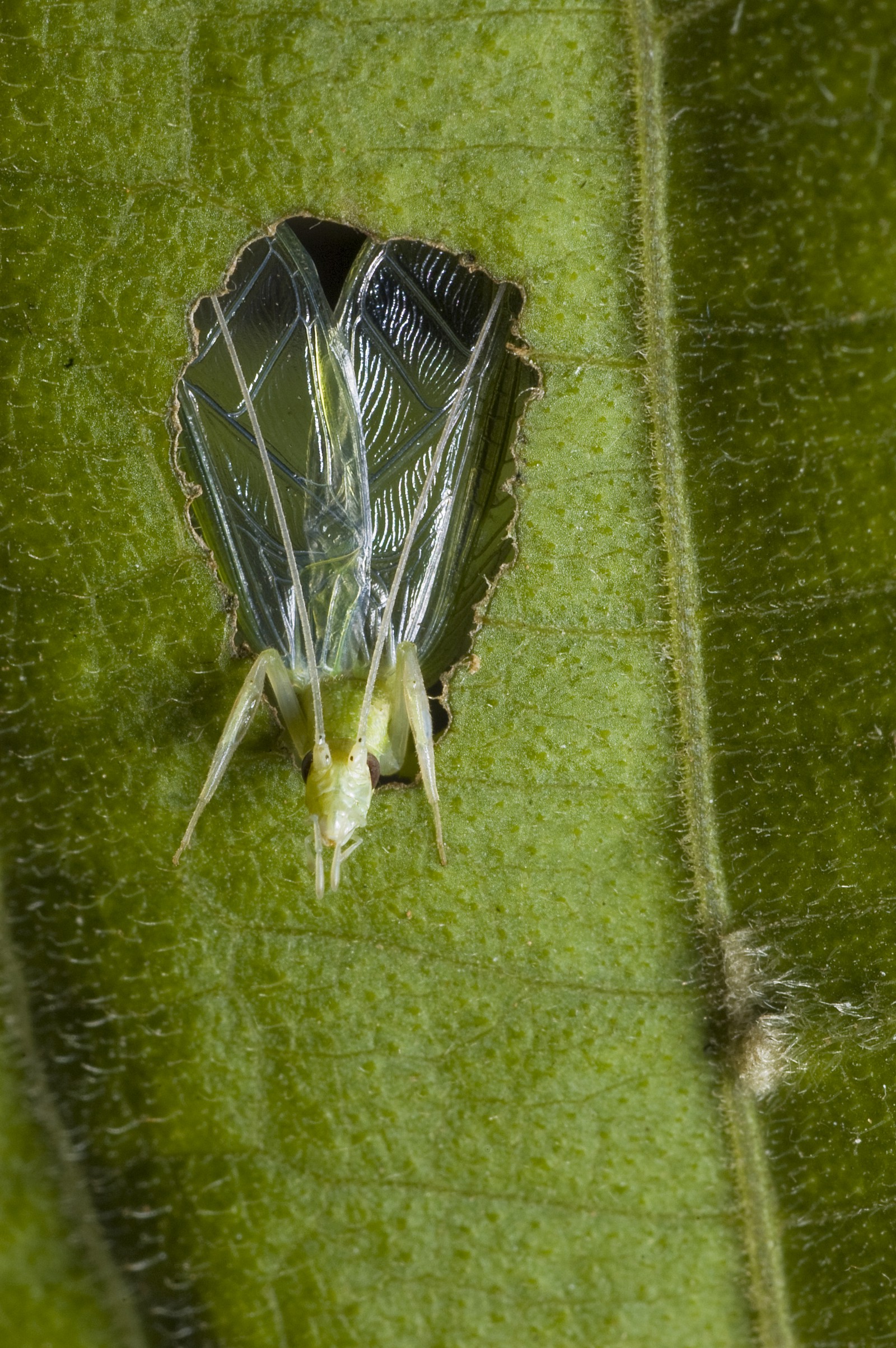A tree cricket calling from a baffle