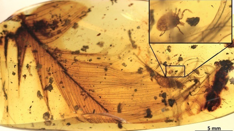 Tick found inside ancient amber with dinosaur feather. 