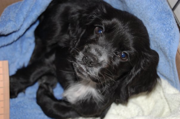 Puppy cocker spaniel