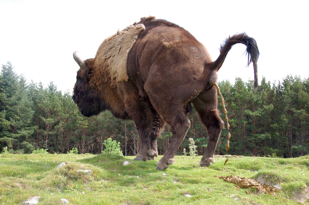 Buffalo pooing