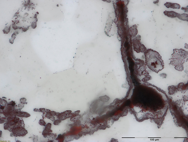 Haematite filament attached to a clump of iron in the lower right, from hydrothermal vent deposits in the Nuvvuagittuq Supracrustal Belt in Québec, Canada. These clumps of iron and filaments were microbial cells and are similar to modern microbes found 